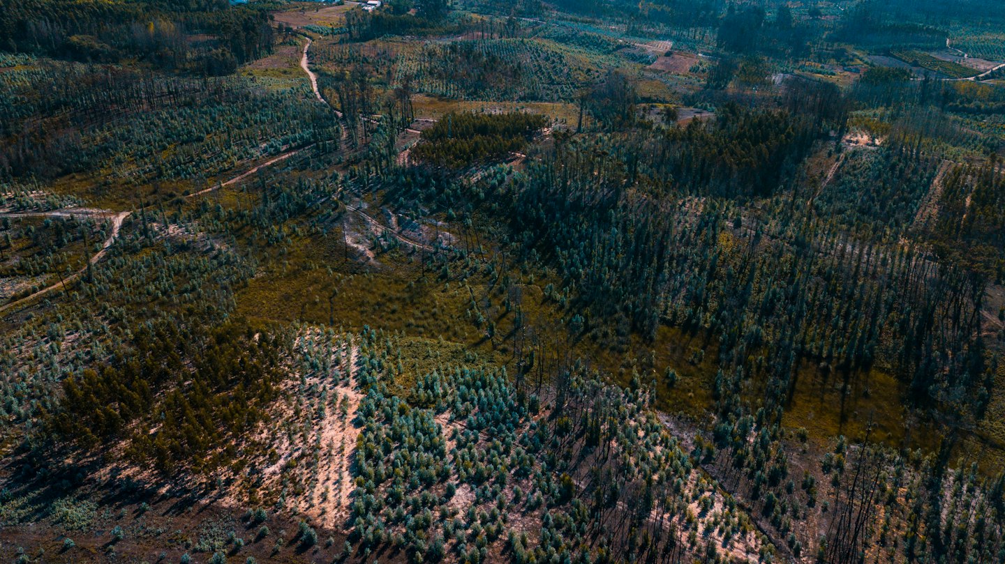 Managed forest landscape with evergreen tree patches and dirt paths.