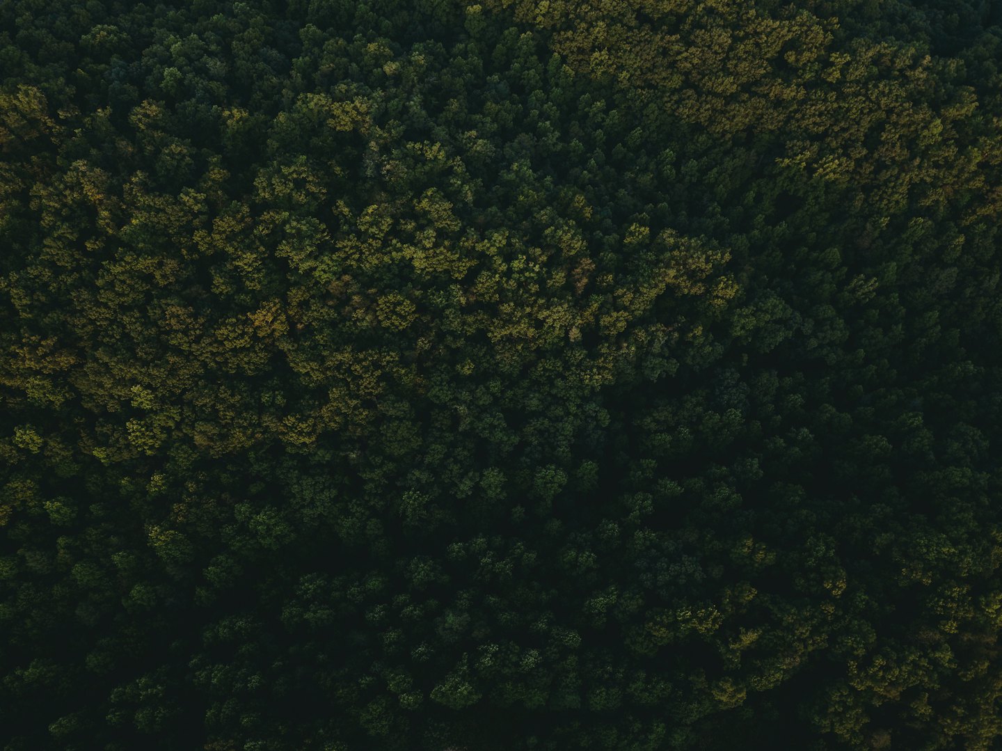 Dense green treetops fill the entire frame of the forest.